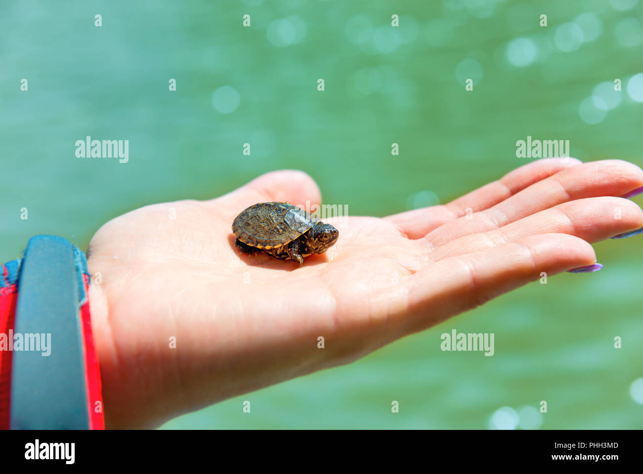 Small sea turtle Stock Photo