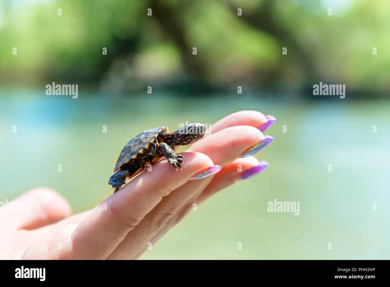 Small sea turtle Stock Photo