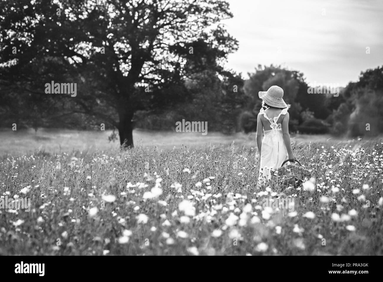 Field of Daisies Stock Photo - Alamy