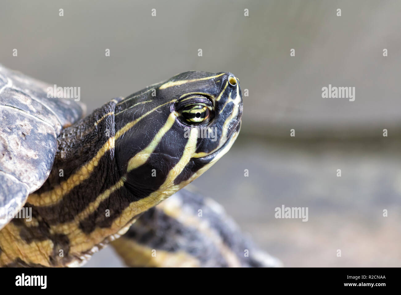 Details of a Turtle Stock Photo