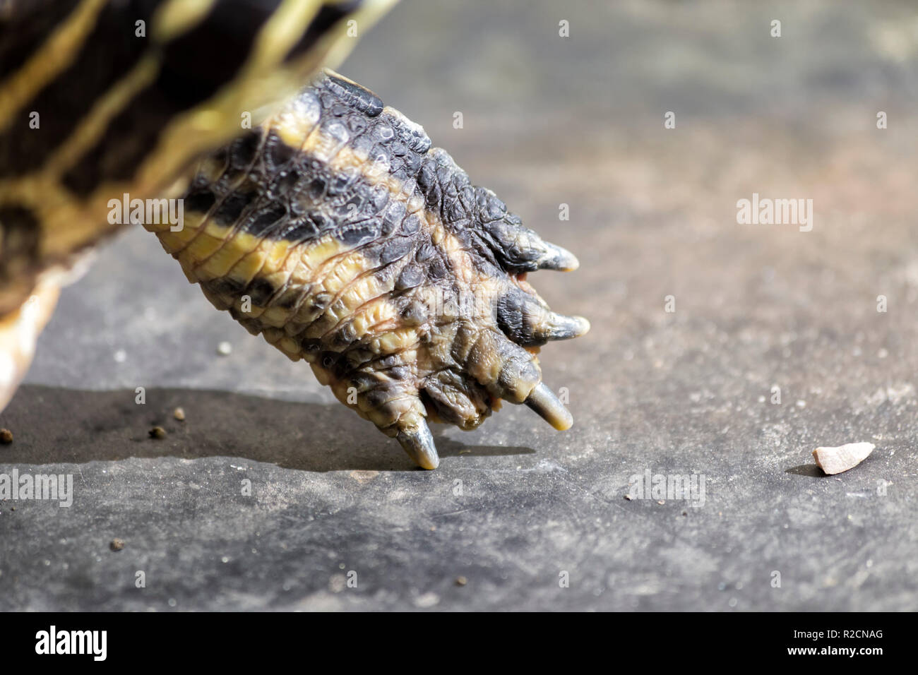 Details of a Turtle Stock Photo