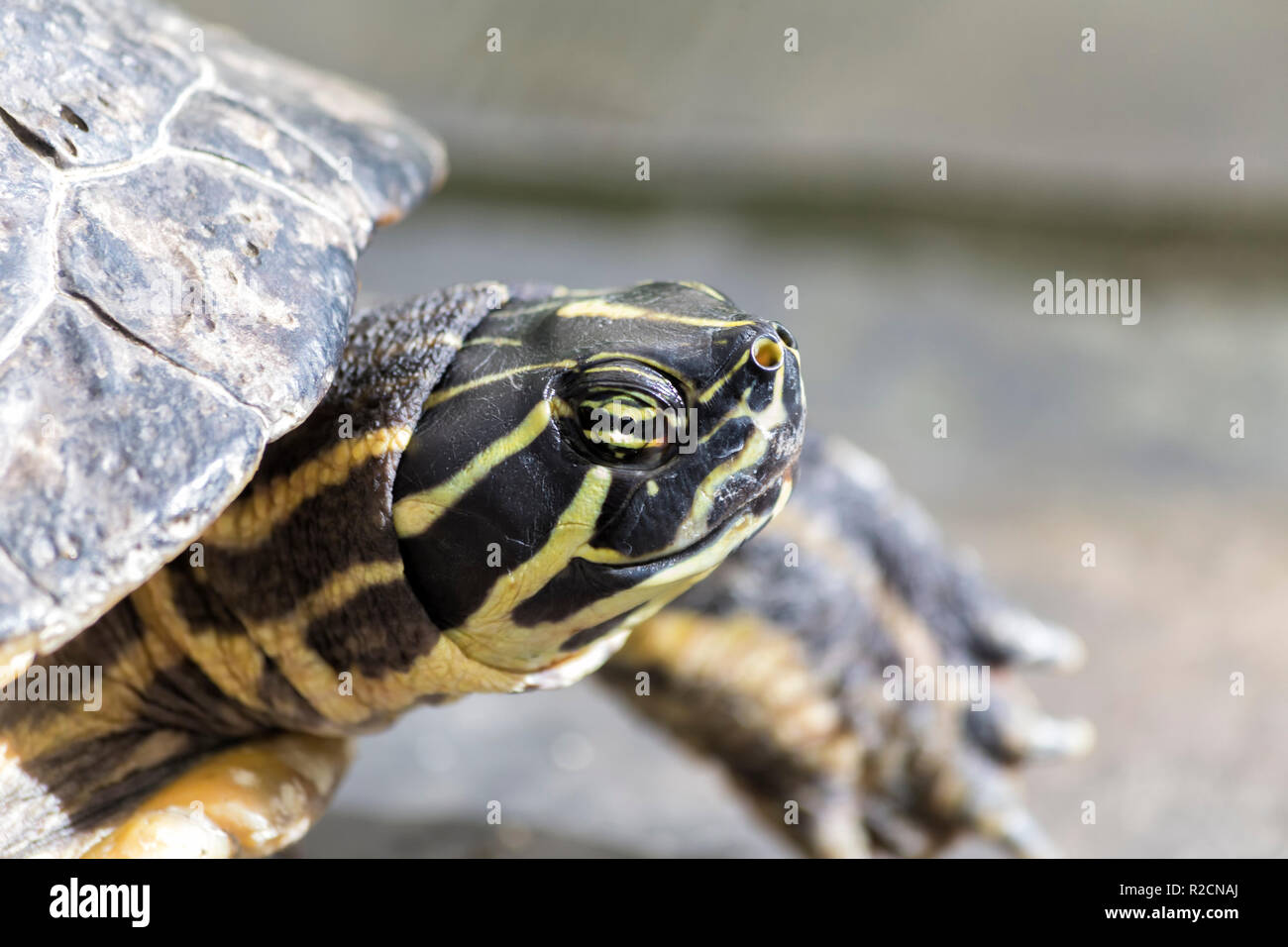 Details of a Turtle Stock Photo