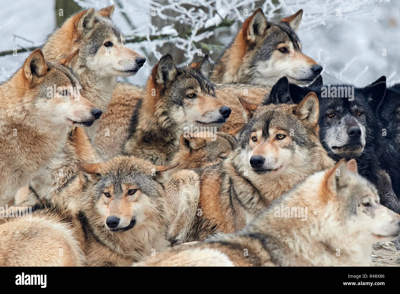 wolf pack in winter Stock Photo