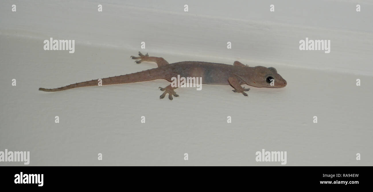 Common house gecko Stock Photo