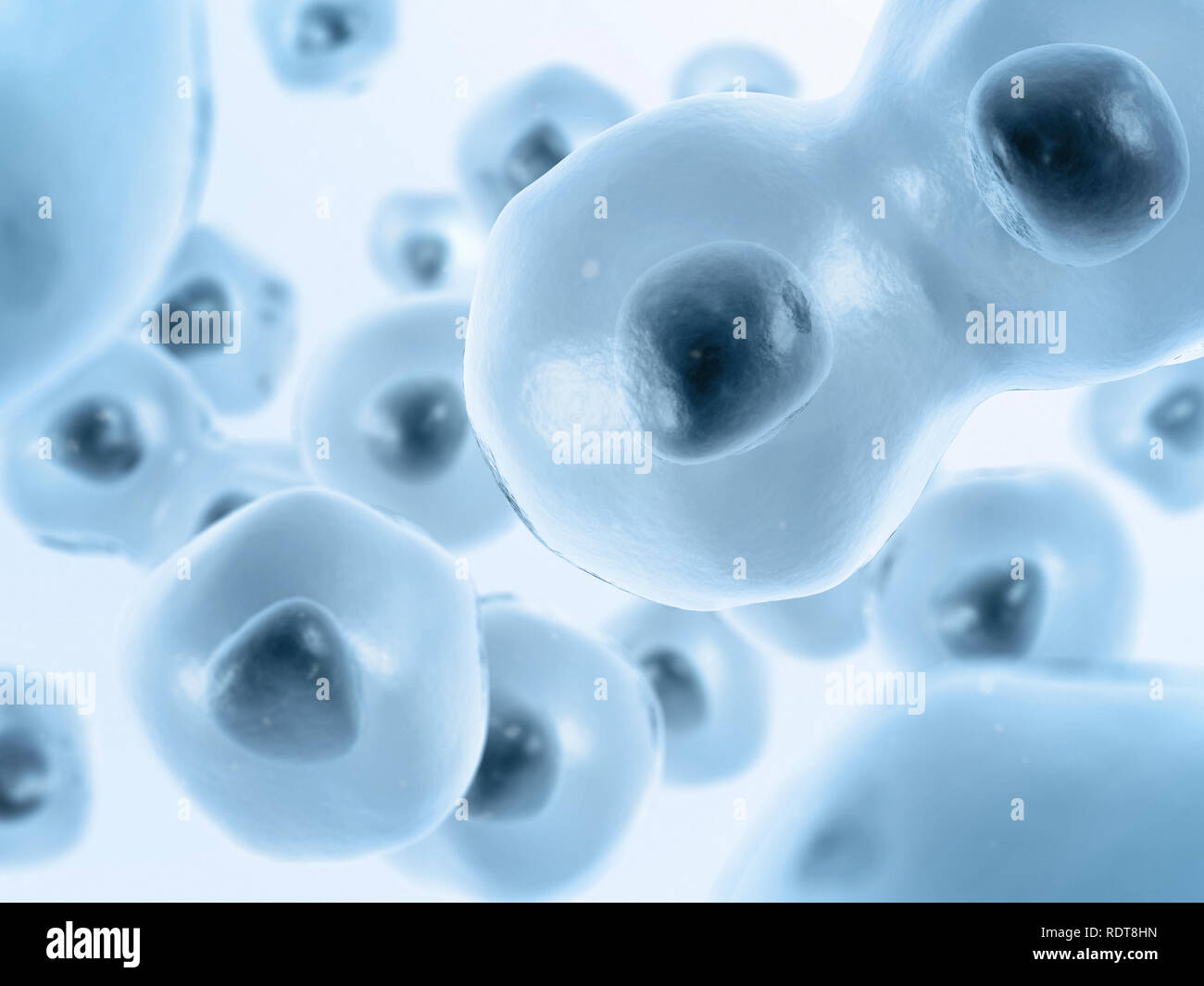 Cells division Stock Photo