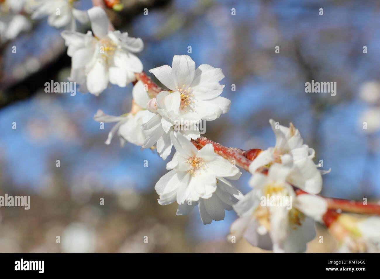 Prunus × subhirtella 'Autumnalis'. Winter blossoms of Prunus subhirtella 'Autumnalis in January, UK. Also called Prunus 'Autumnalis Alba'. Stock Photo