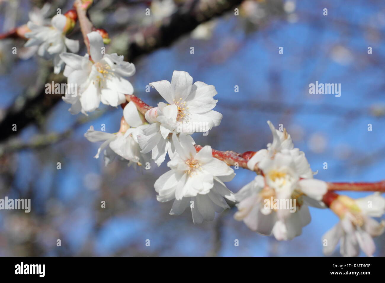 Prunus × subhirtella 'Autumnalis'. Blooms of the winter flowering cherry, also called Prunus 'Autumnalis Alba' - January, UK Stock Photo