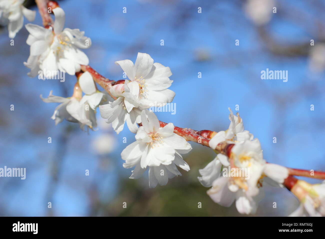 Prunus × subhirtella 'Autumnalis'. Blooms of this winter flowering cherry, also called Prunus 'Autumnalis Alba' - January, UK Stock Photo