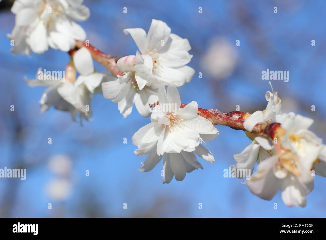 Prunus × subhirtella 'Autumnalis'. Winter blossoms of Prunus subhirtella 'Autumnalis in January, UK. Also called Prunus 'Autumnalis Alba'. Stock Photo