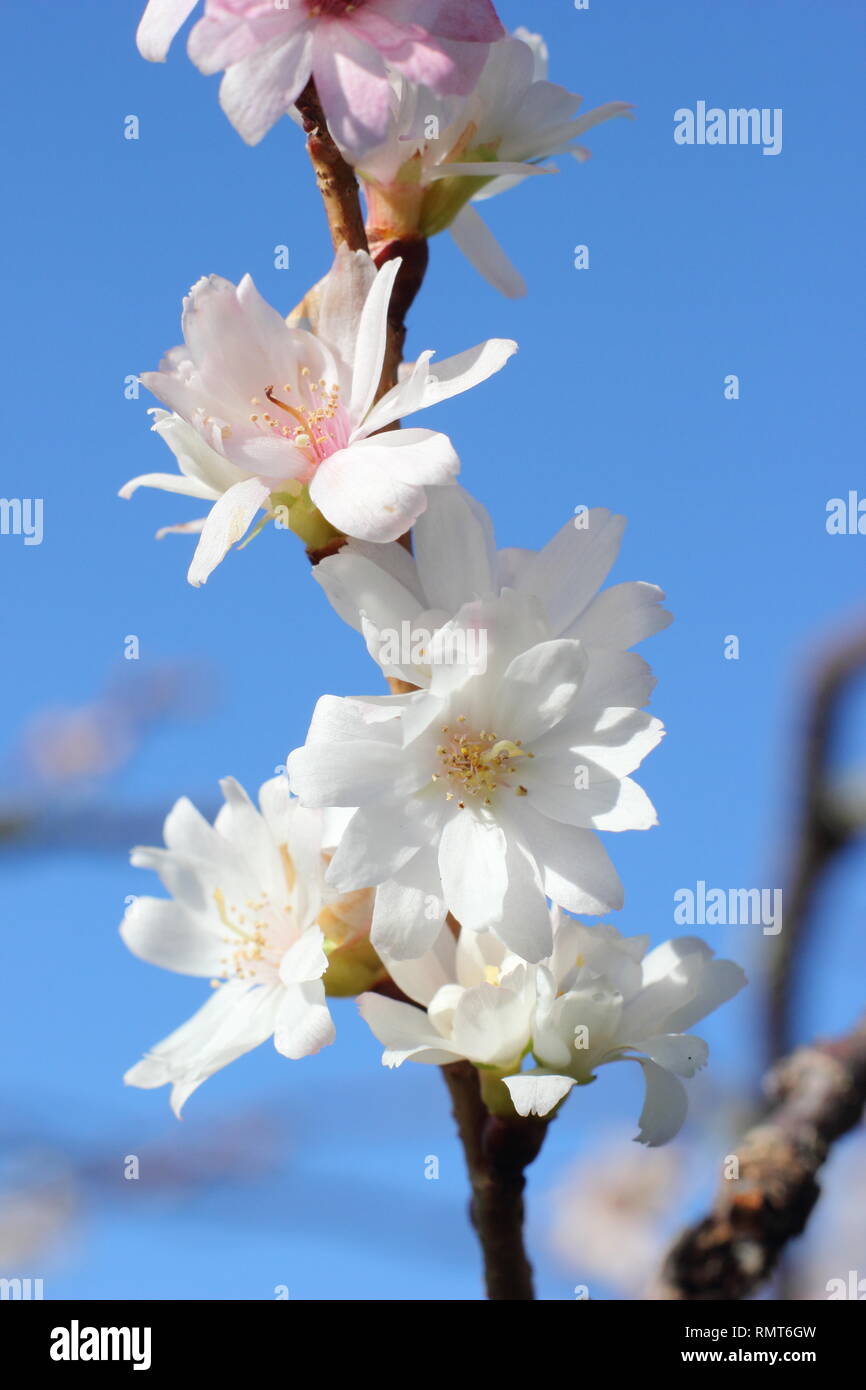 Prunus × subhirtella 'Autumnalis'. Winter blossoms of Prunus subhirtella 'Autumnalis in January, UK. Also called Prunus 'Autumnalis Alba'. Stock Photo