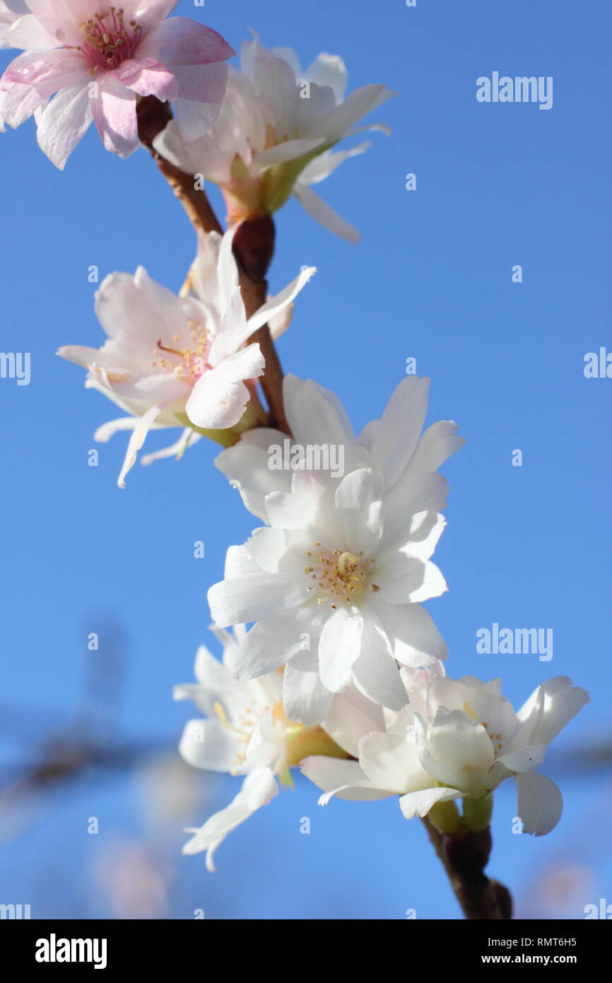 Prunus × subhirtella 'Autumnalis'. Blooms of this winter flowering cherry, also called Prunus 'Autumnalis Alba' - January, UK Stock Photo