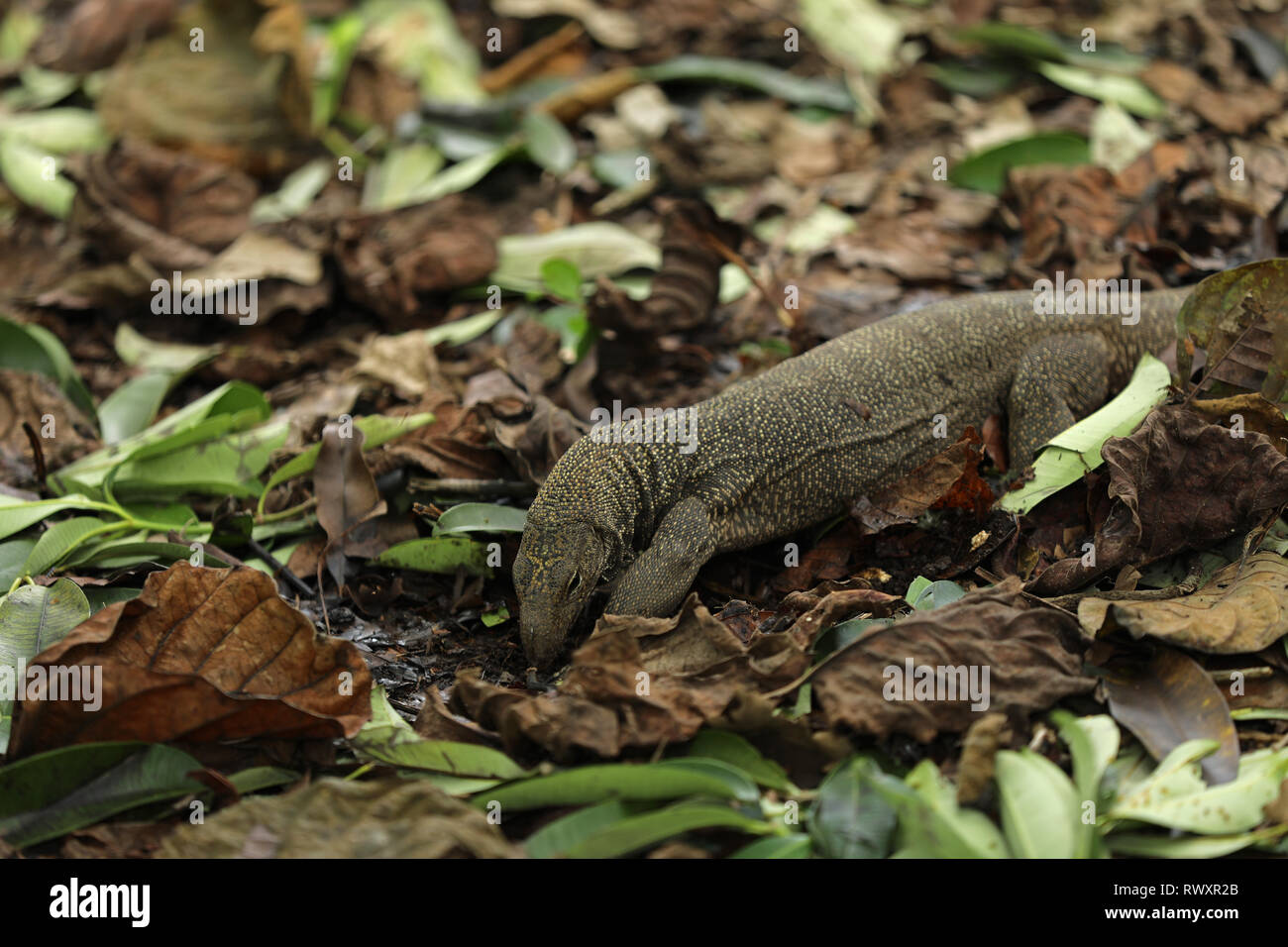 Lizard in Singapore Asia Stock Photo