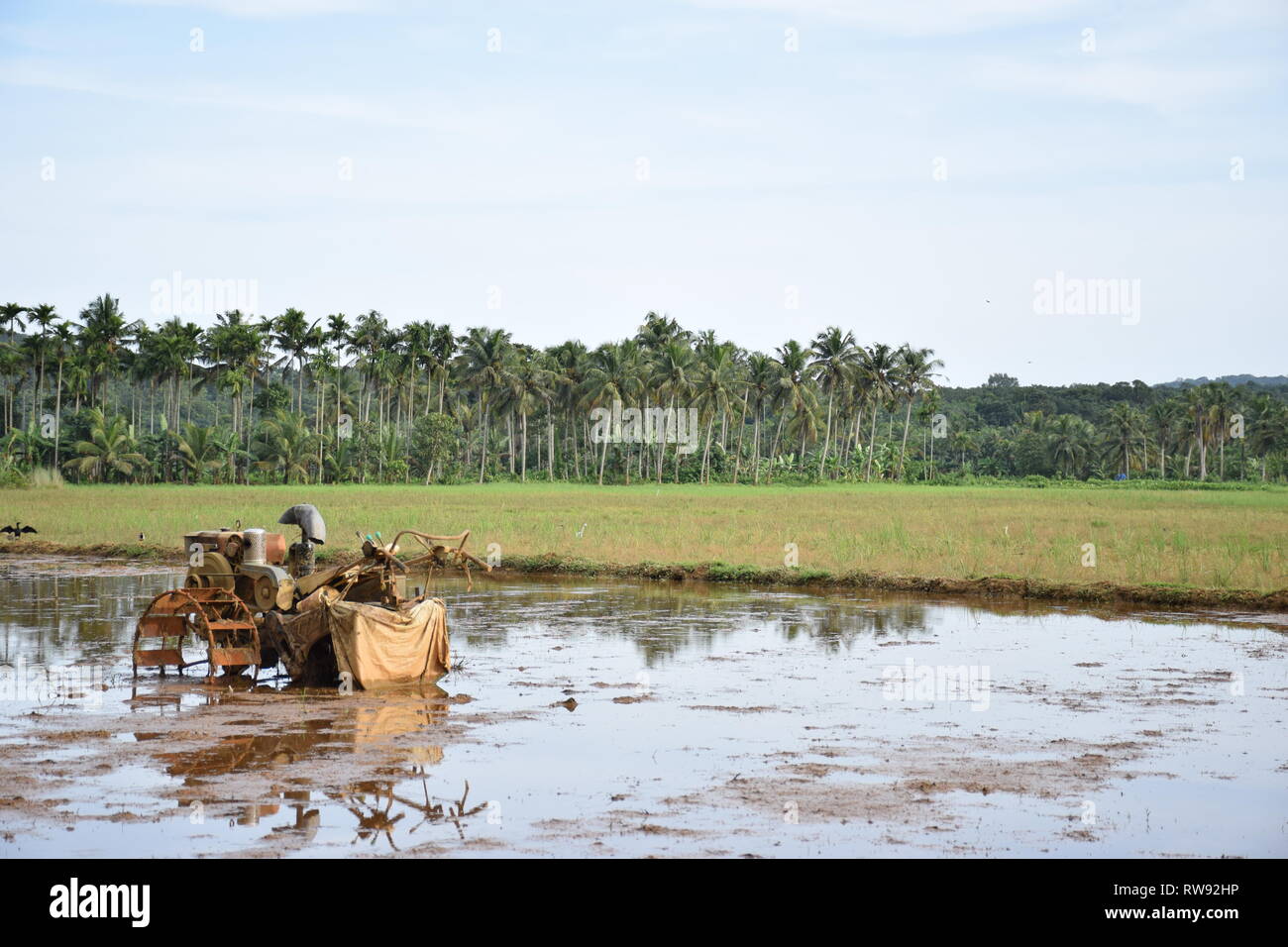 paddy field and a tractor Stock Photo