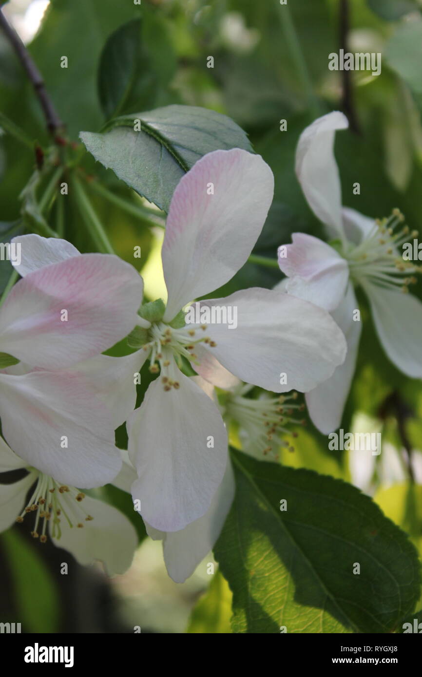 Prunus subhirtella, Prunus pendula, Prunus autumnalis, winter-flowering cherry, spring cherry, Higan cherry, or rosebud cherry. Stock Photo