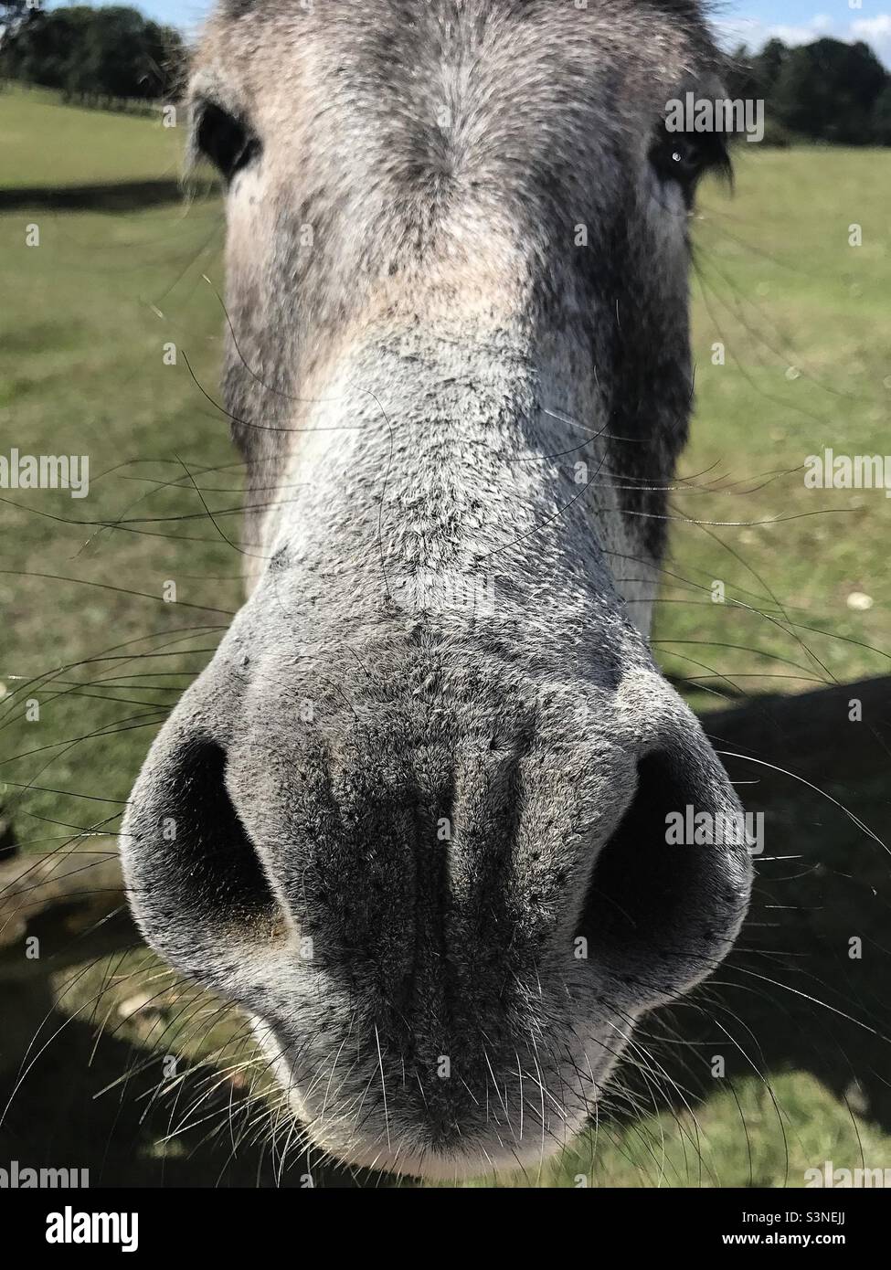 Donkey’s nose Stock Photo