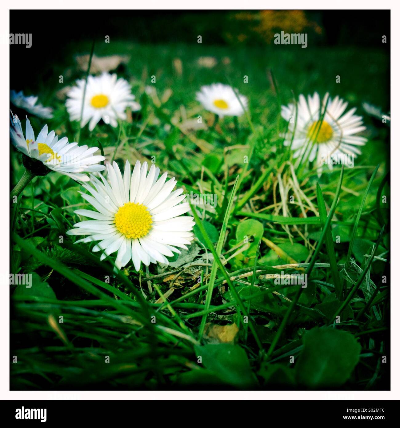 First spring daisies Stock Photo - Alamy