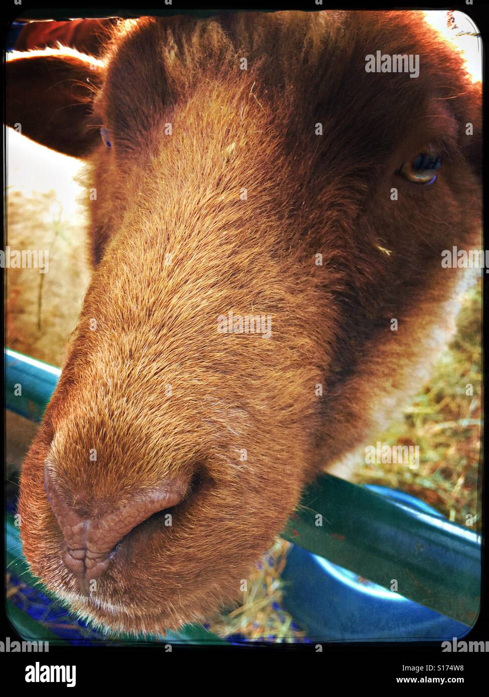 Brown donkey face Stock Photo