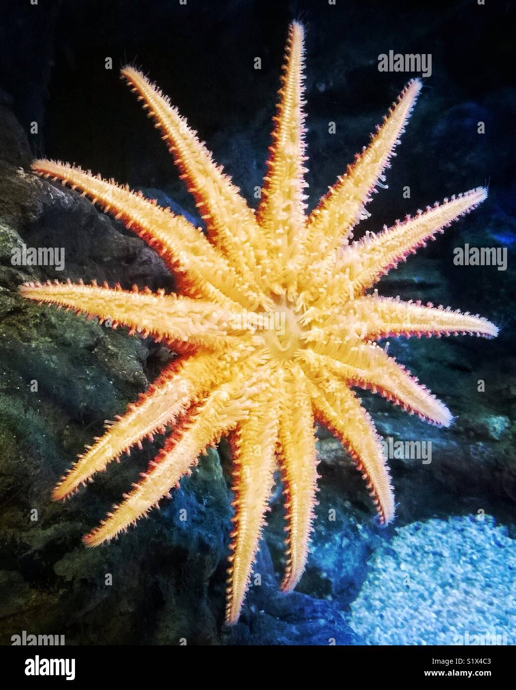 Starfish view of underside. Stock Photo