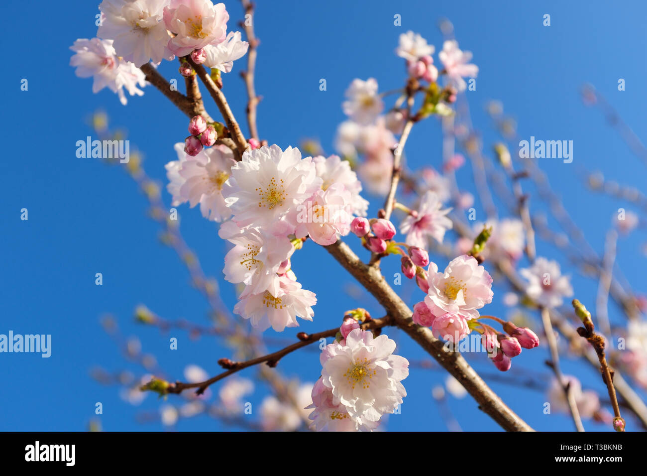 Spring flowers on Prunus x subhirtella autumnalis. Stock Photo