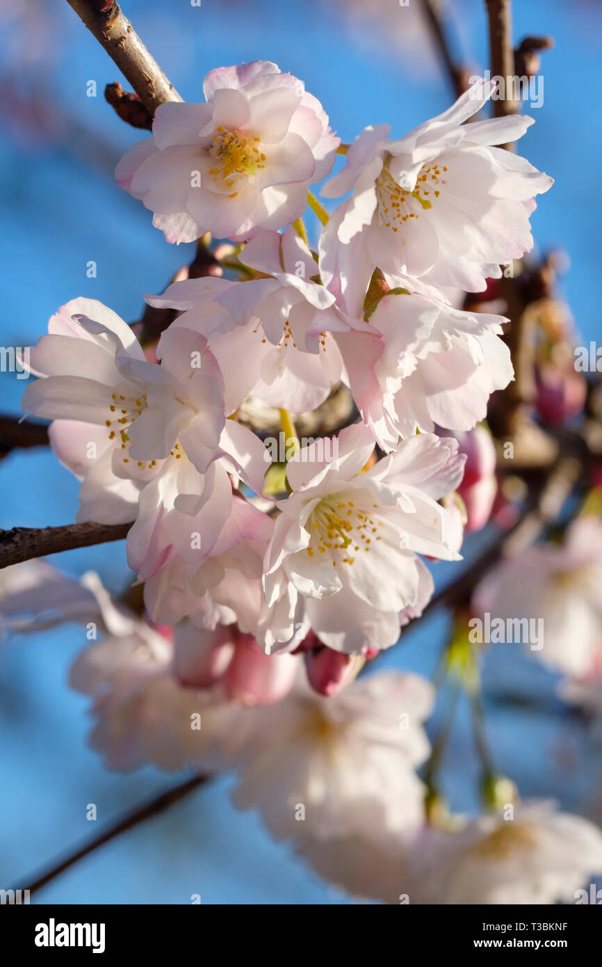 Spring flowers on Prunus x subhirtella autumnalis. Stock Photo