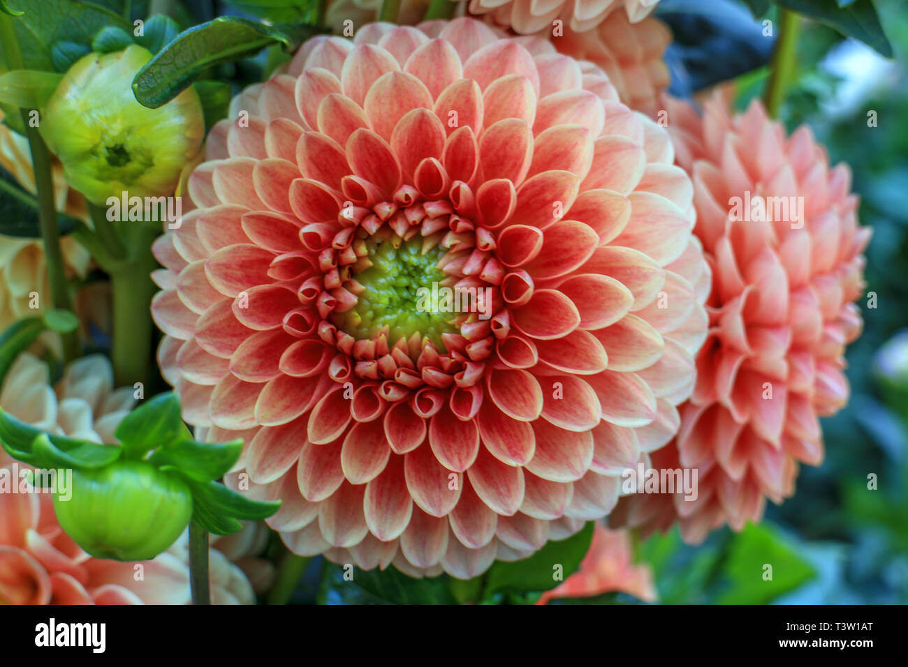 Close up of dahlia flowers Stock Photo