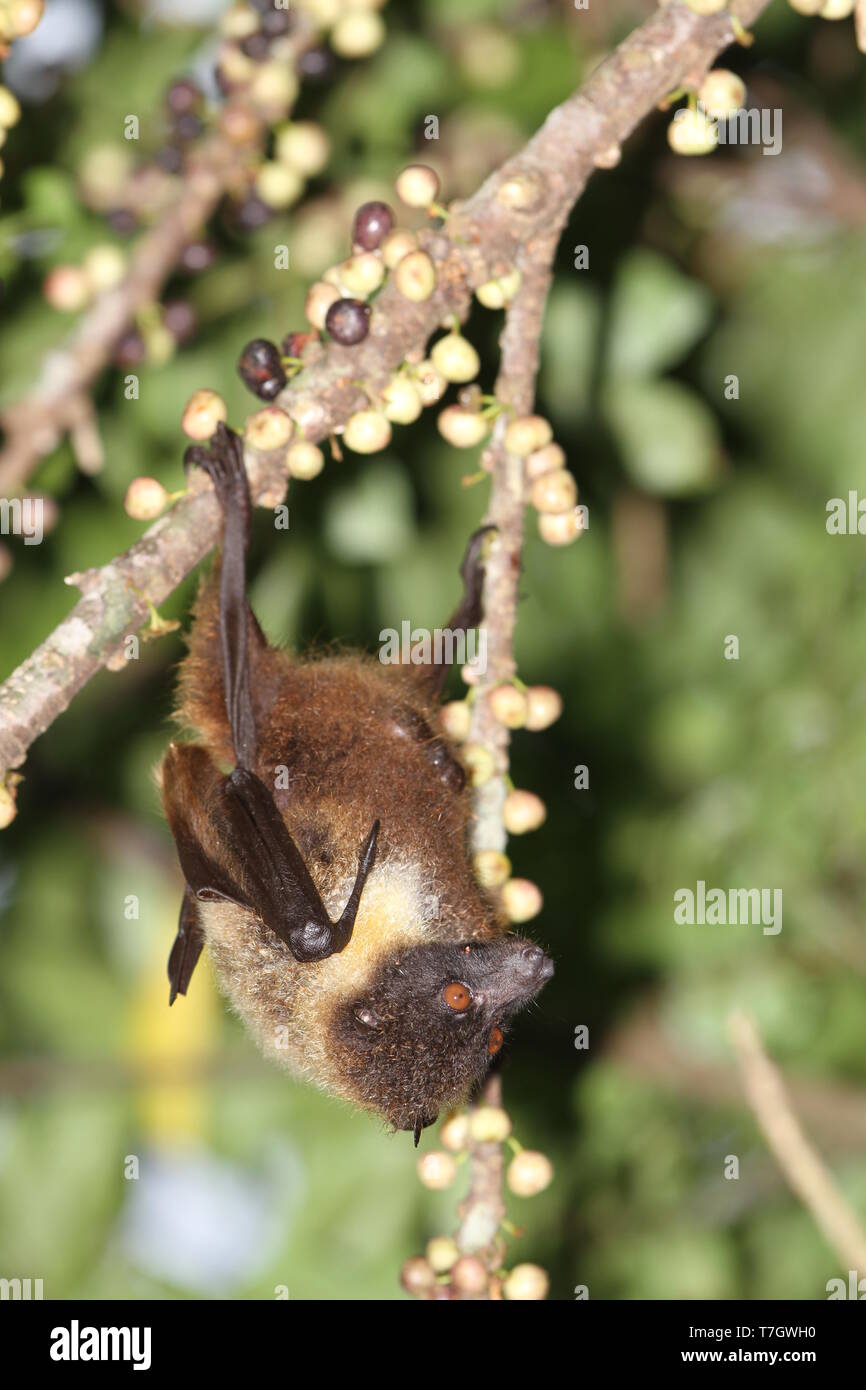 Ryukyu Flying Fox (Pteropus dasymallus) handing upside down in a fruiting tree on the Japanese island Okinawa. t is threatened by habitat loss and by  Stock Photo