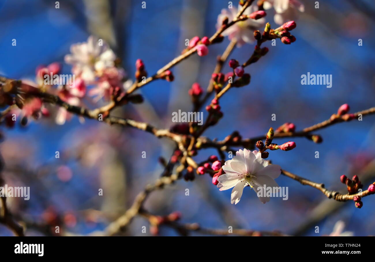 flowering higan cherry tree beside the national cathedral in DC Stock Photo