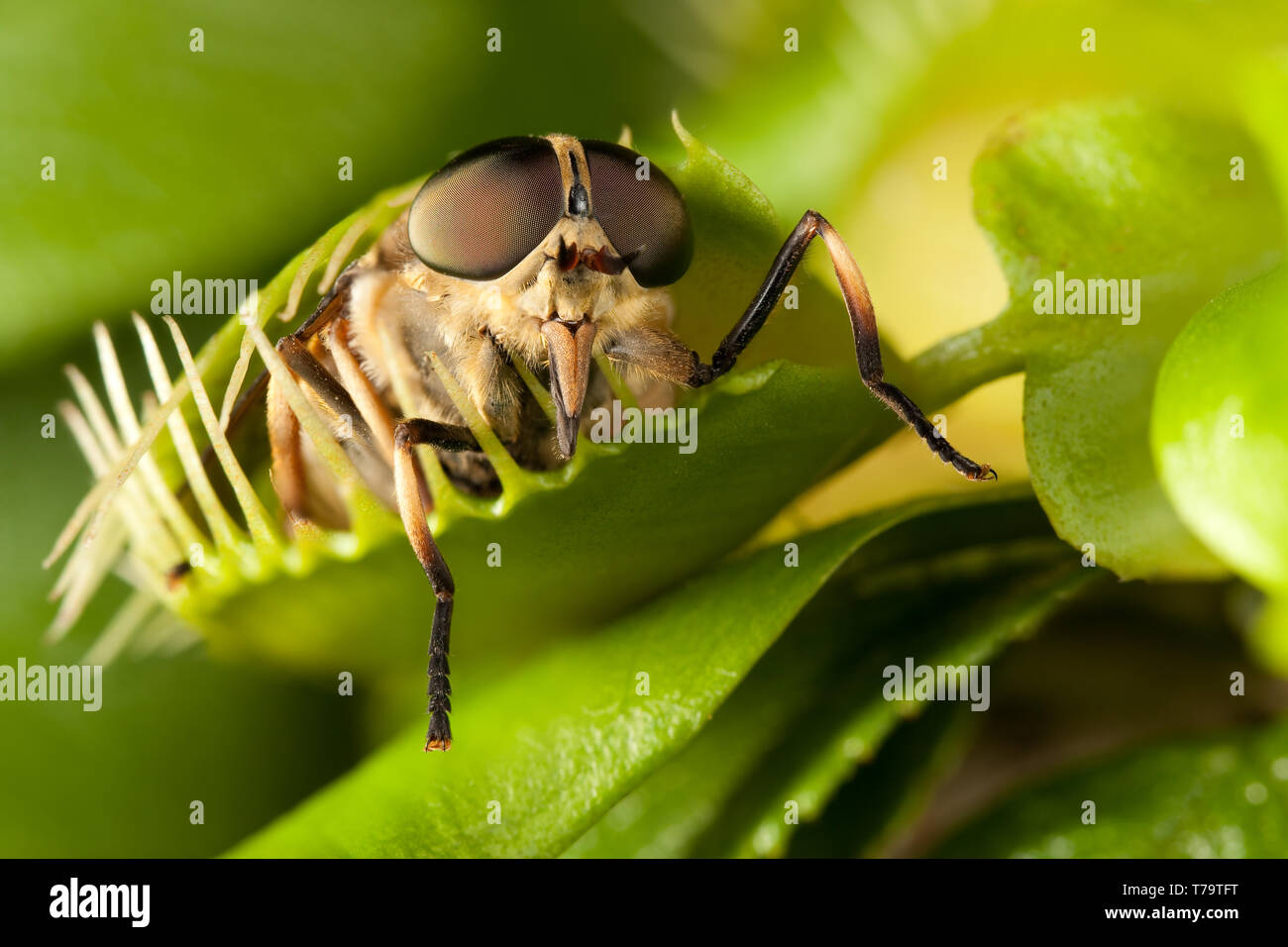 Horse-fly and closed flytrap Stock Photo