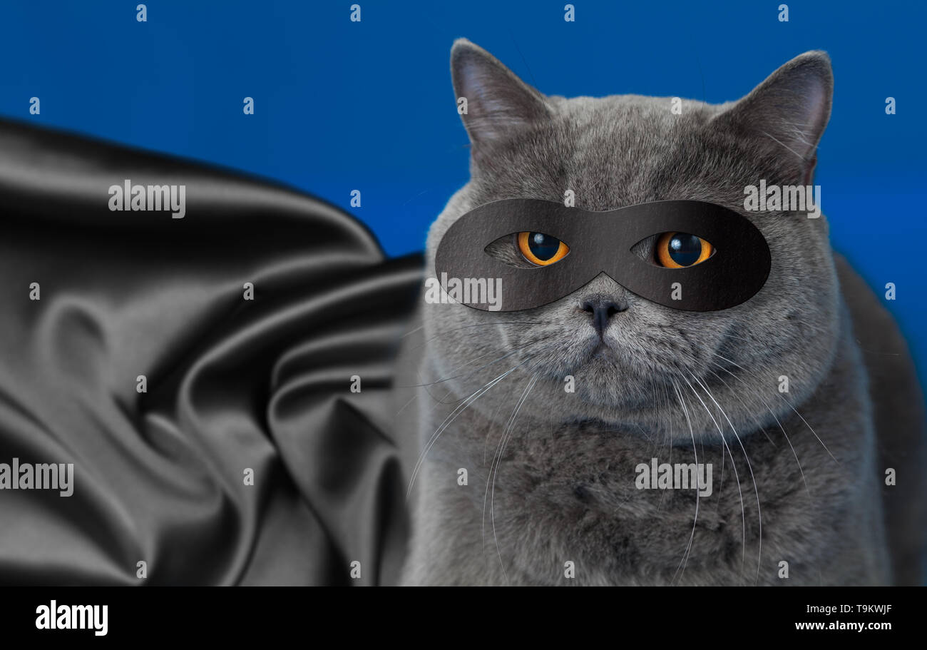 Fat cat in superhero mask Stock Photo