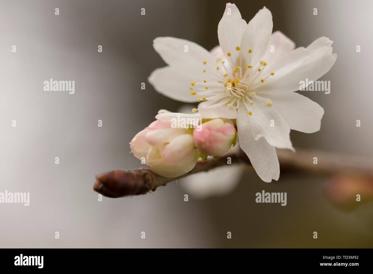 Close up view on Prunus Subhirtella autumnalis, Zurich Botanical Garden. Stock Photo