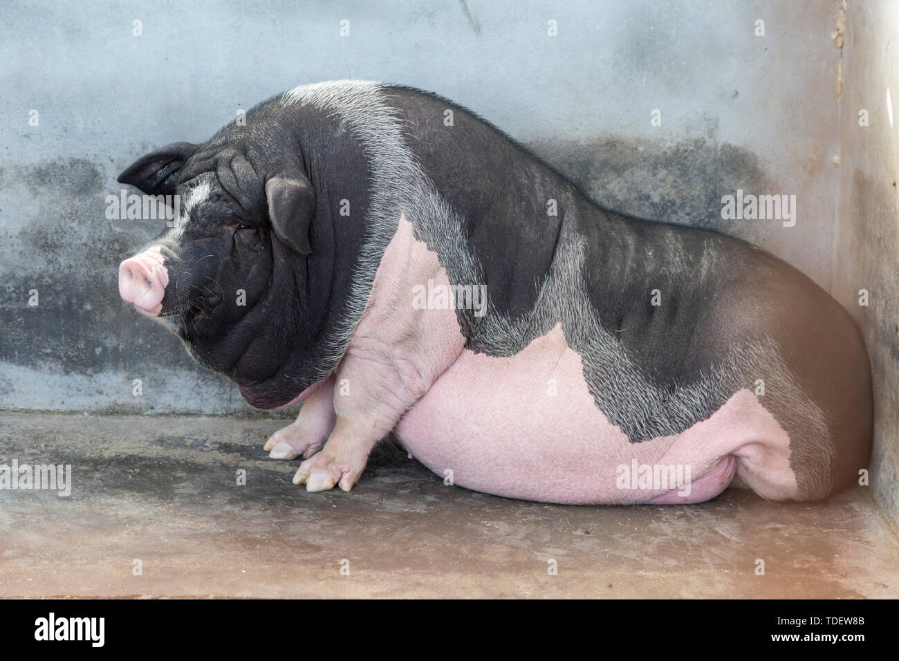 A lazy, fat pig. Stock Photo