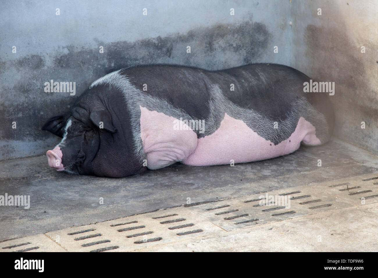 A lazy, fat pig. Stock Photo