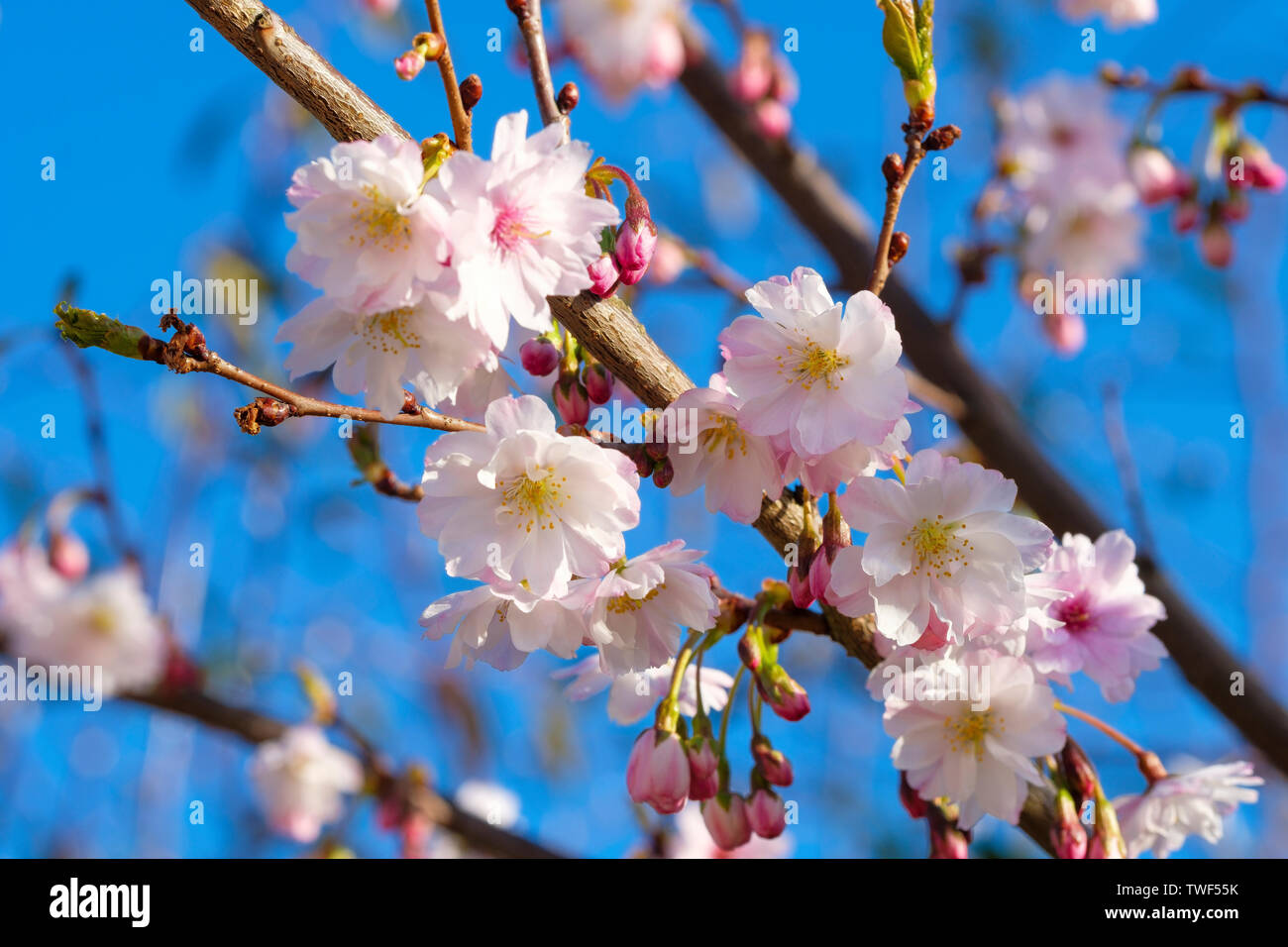 Spring flowers on Prunus x subhirtella autumnalis. Stock Photo