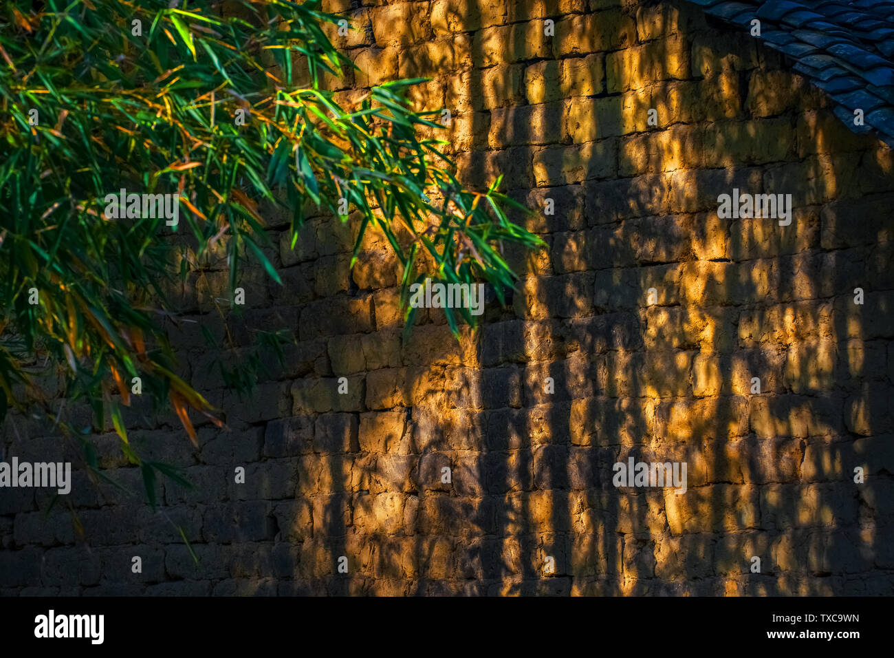 Bamboo forest in light Stock Photo