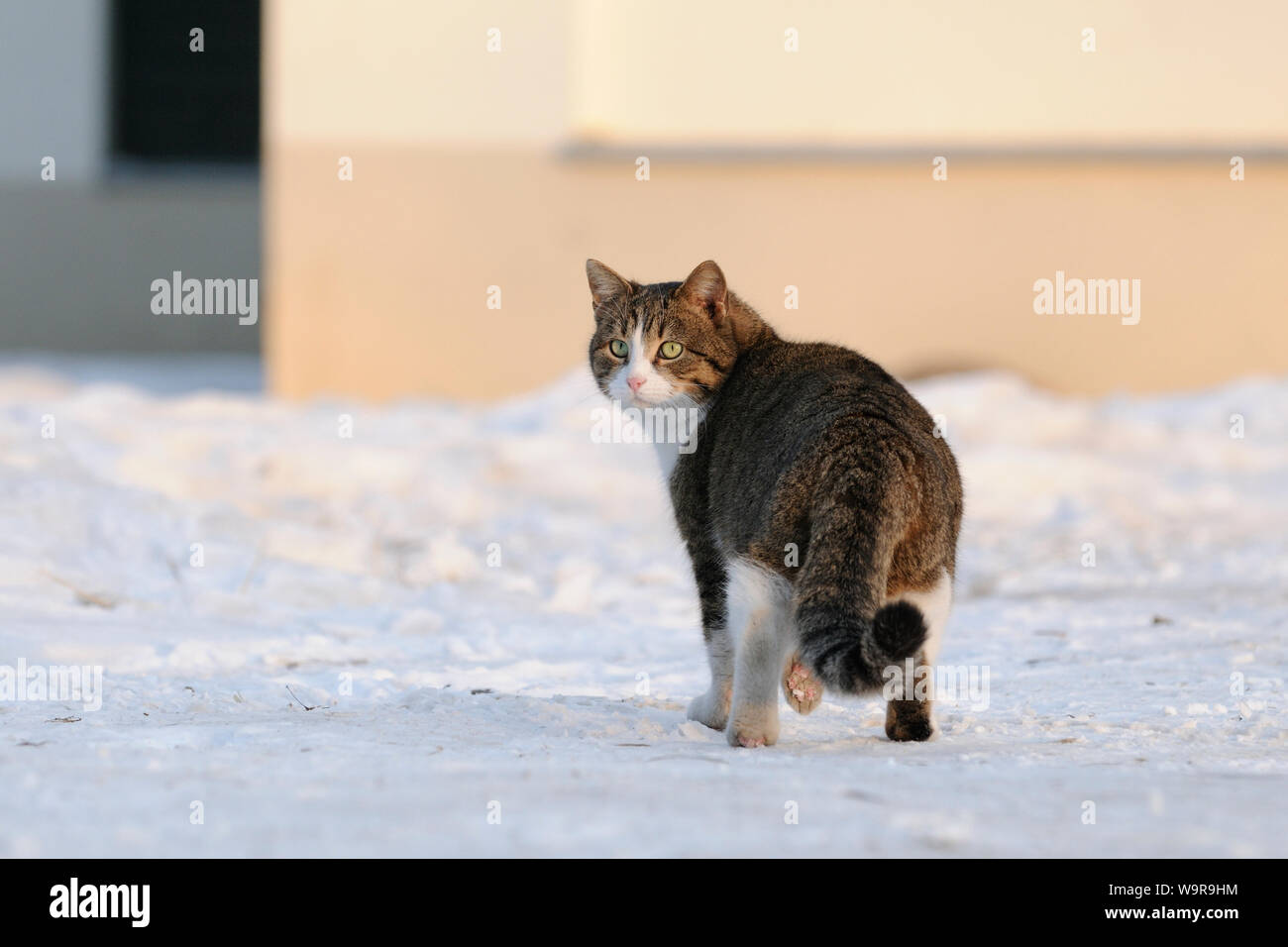 Domestic female cat in snow Stock Photo