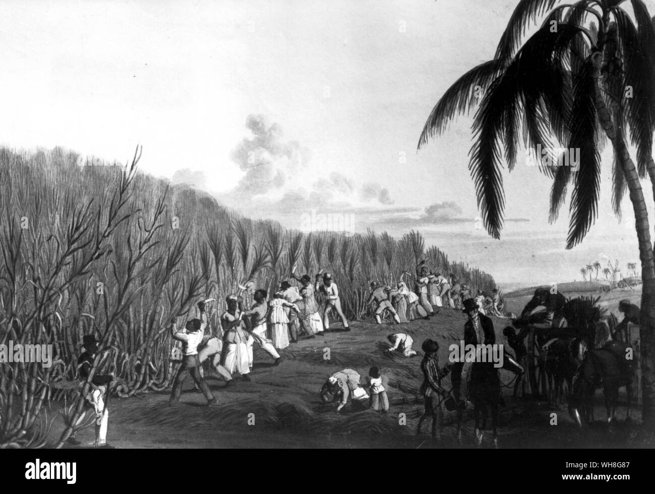 Slaves cutting sugar cane on Delap's estate on the West Indian Island of Antigua. Stock Photo