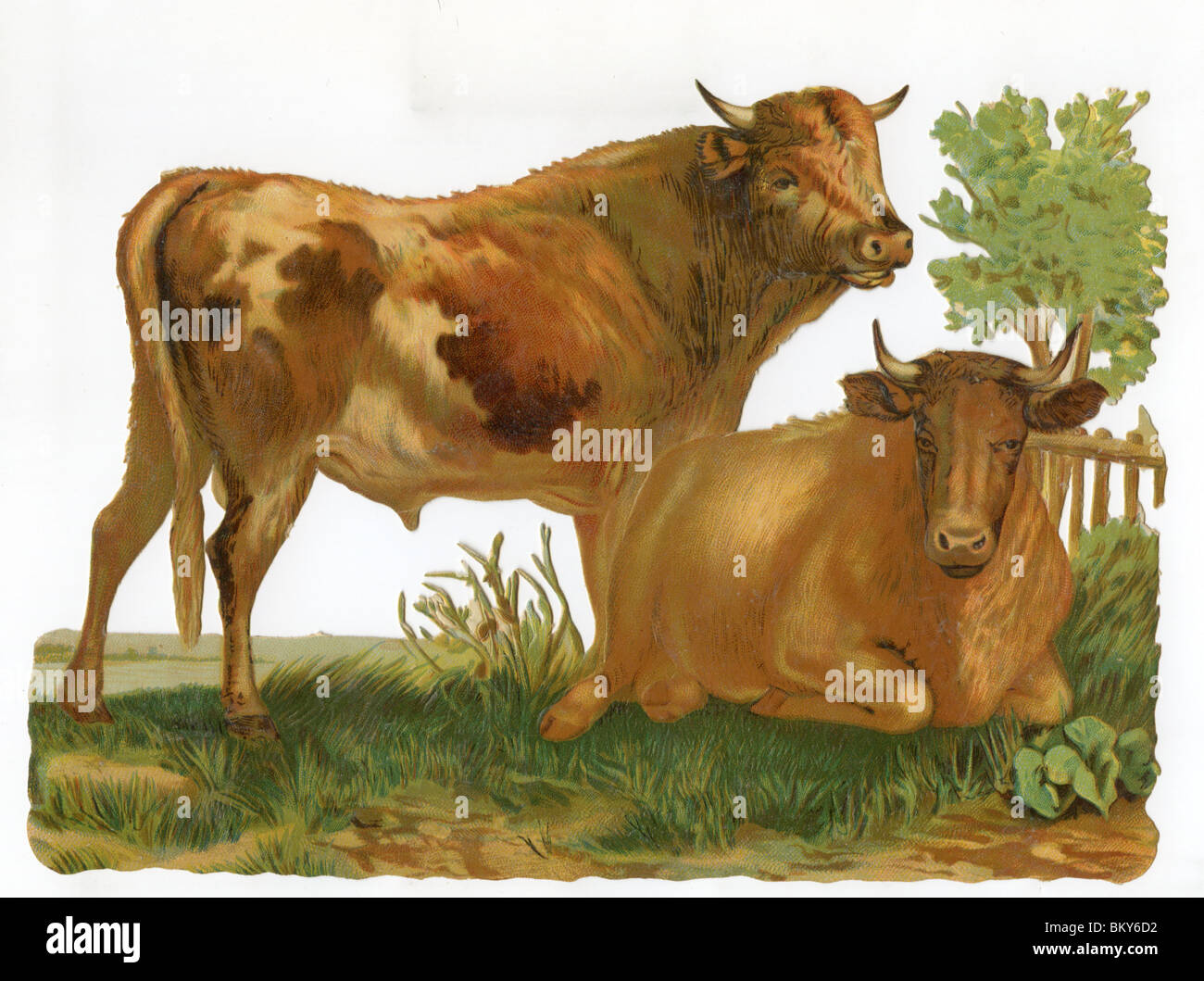 Vaches dans un champ Banque D'Images