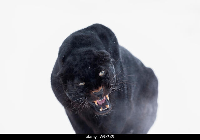 Black Panther (Black Leopard) (Panthera Onca), Montana, United States Of  America, North America Stock Photo - Alamy