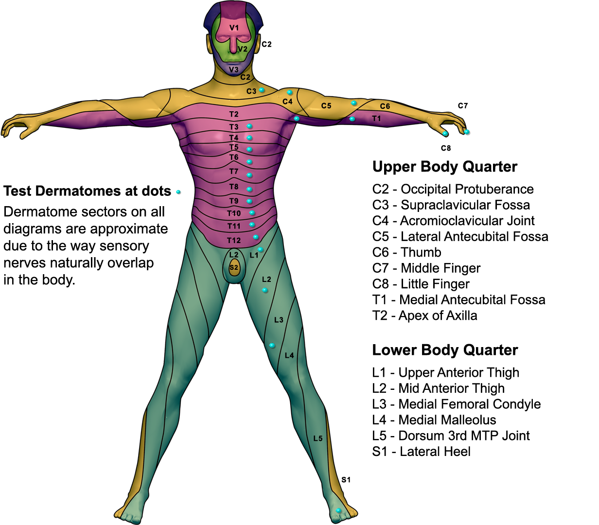 Dermatome Map Face