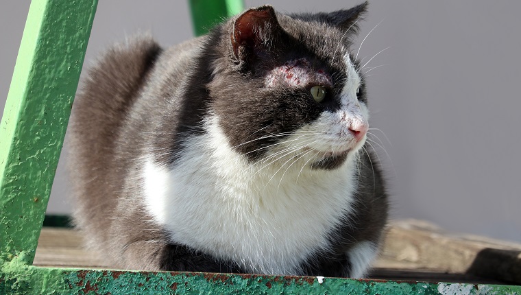 Scabies In Cats