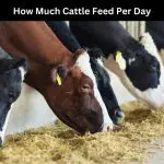 cattle feed