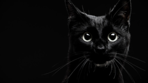 black cat