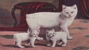 manx cats