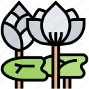 lotus, flower, floral, pond, garden