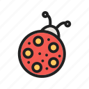 bird, bug, insect, ladybird, ladybug, nature, spring