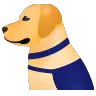 Guide Dog on Icons8