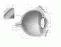 Sectional anatomy of the eye