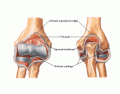 Elbow Bony Anatomy - DHS Sports Med (2)