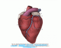 Outer Heart Canine Anatomy