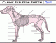 Canine Skeleton System